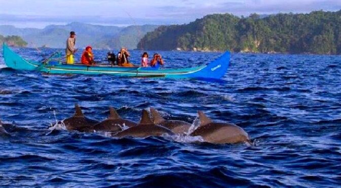 Wisata Melihat Lumba-lumba di Teluk Kiluan Lampung
